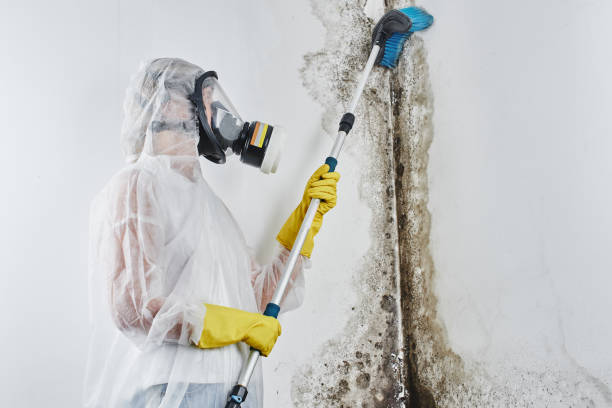 Best Asbestos and Lead Testing During Mold Inspection in Harmony, RI