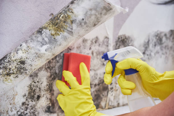 Best Mold Damage Restoration in Harmony, RI